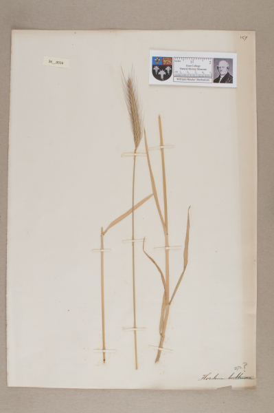 NHM_HH_36.16-2010 image NHM_HH_36.16-2010