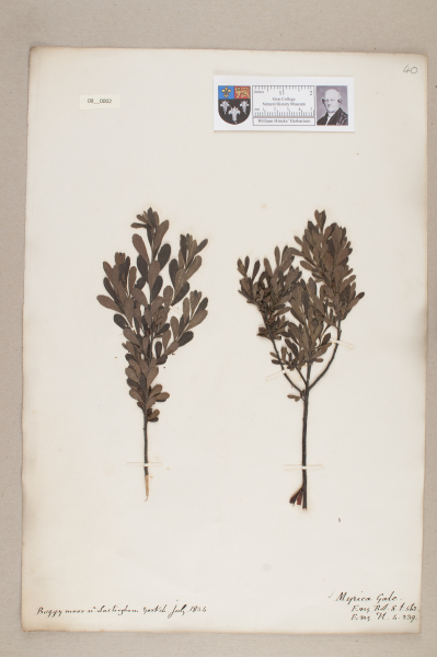 NHM_HH_8.2-2010 image NHM_HH_8.2-2010