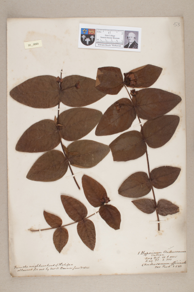 NHM_HH_10.3-2010 image NHM_HH_10.3-2010