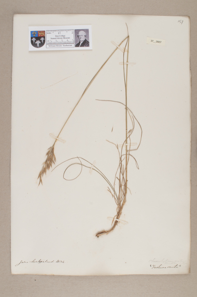 NHM_HH_37.7-2010 image NHM_HH_37.7-2010