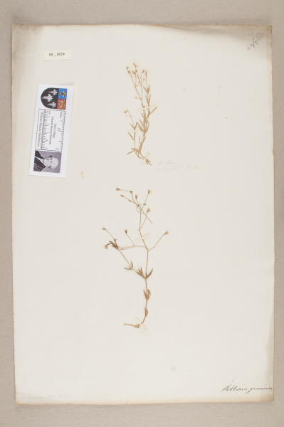 NHM_HH_9.14-2010 image NHM_HH_9.14-2010