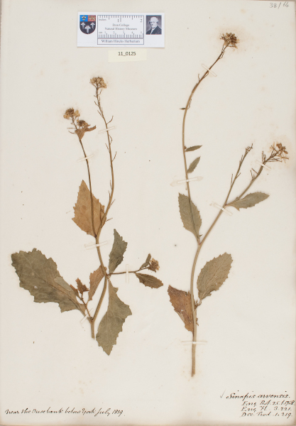 NHM_HH_11.125-2010 image NHM_HH_11.125-2010