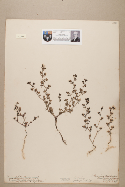 NHM_HH_25.64-2010 image NHM_HH_25.64-2010