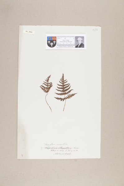 NHM_HH_4.41-2010 image NHM_HH_4.41-2010