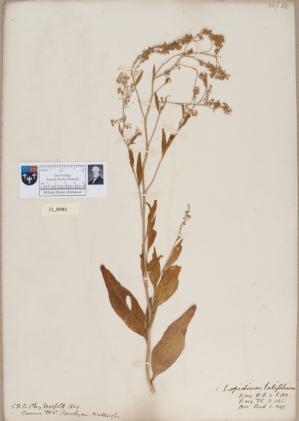 NHM_HH_11.93-2010 image NHM_HH_11.93-2010