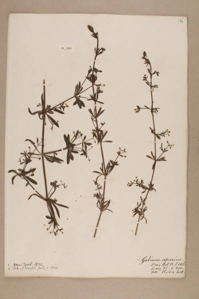 NHM_HH_26.57-2010 image NHM_HH_26.57-2010