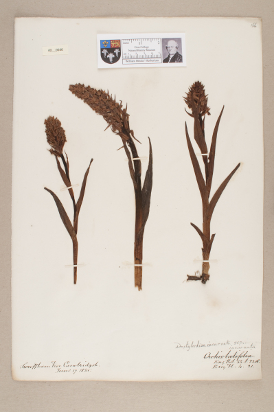 image NHM_HH_40.46-2010