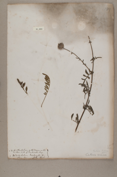 NHM_HH_28.3-2010 image NHM_HH_28.3-2010