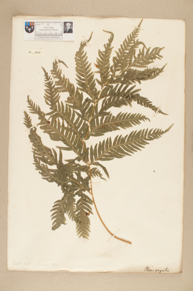 NHM_HH_41.172-2010 image NHM_HH_41.172-2010