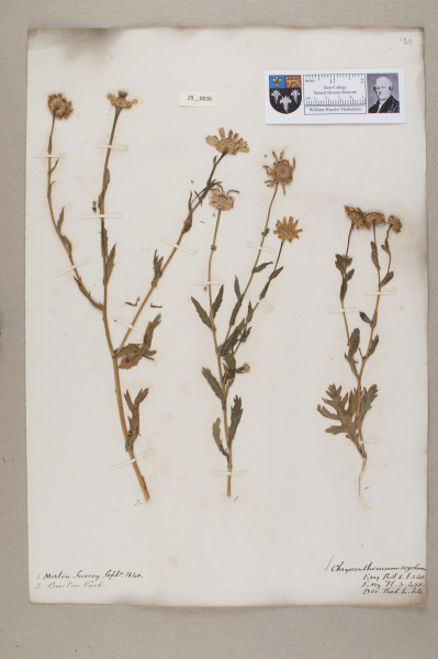 NHM_HH_29.39-2010 image NHM_HH_29.39-2010