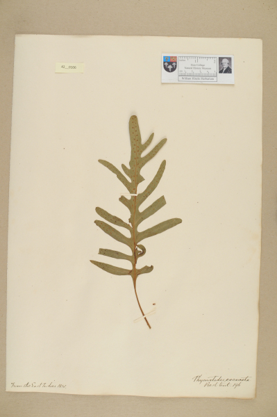 NHM_HH_42.106-2010 image NHM_HH_42.106-2010