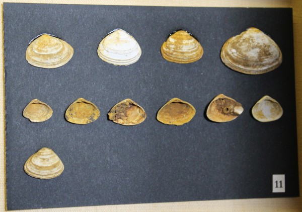 NHM-FT.11__-2016 image NHM-FT.11__-2016