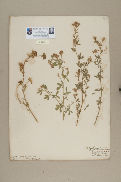 NHM_HH_16.12-2010 image NHM_HH_16.12-2010