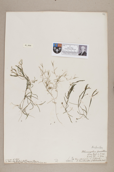 NHM_HH_30.36-2010 image NHM_HH_30.36-2010