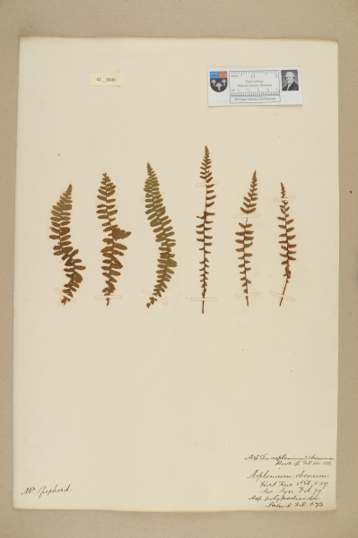 image NHM_HH_42.49-2010