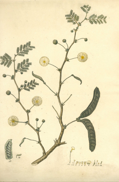 image NHM-HH.3-2014