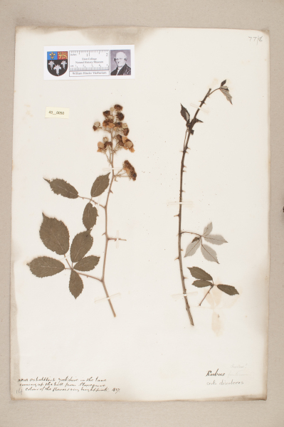 image NHM_HH_43.50-2010