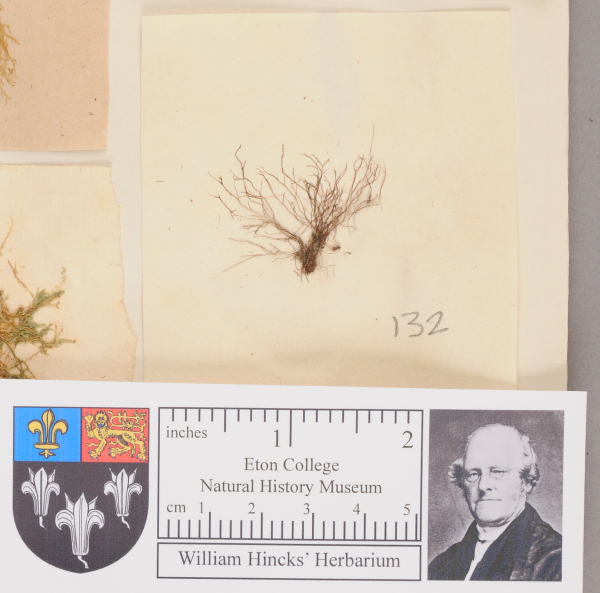 NHM_HH_1.132-2010 image NHM_HH_1.132-2010