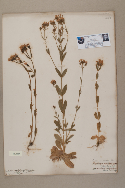 NHM_HH_19.64-2010 image NHM_HH_19.64-2010