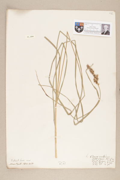 NHM_HH_33.96-2010 image NHM_HH_33.96-2010