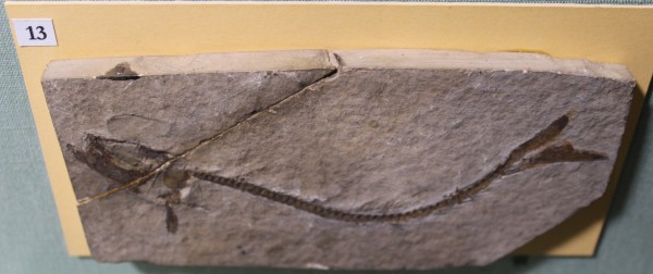 NHM.474-2017 image NHM.474-2017