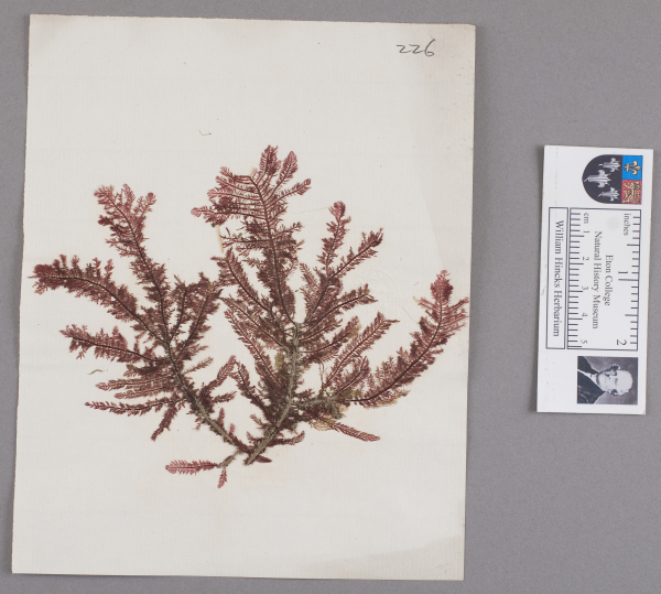 NHM_HH_1.226-2010 image NHM_HH_1.226-2010