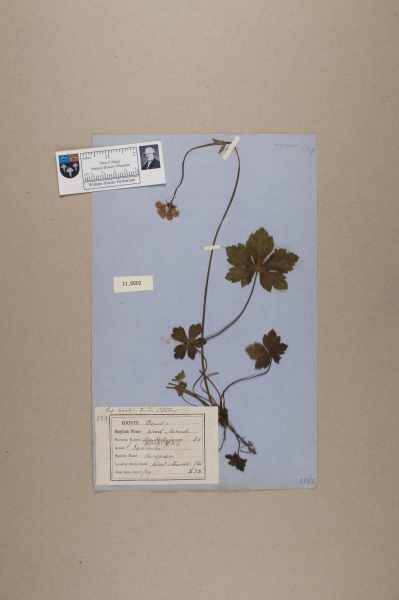 NHM_HH_21.2-2010 image NHM_HH_21.2-2010