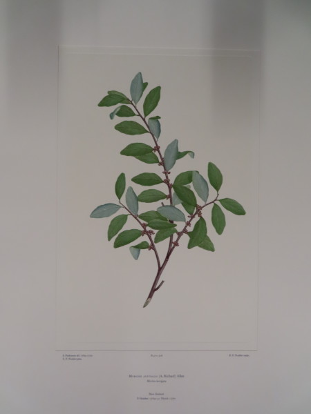 FDA-E.2916_24_17-2016-A image FDA-E.2916_24_17-2016-A