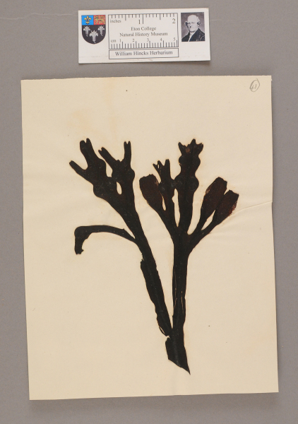 NHM_HH_1.41-2010 image NHM_HH_1.41-2010