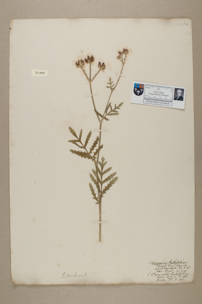 NHM_HH_22.53-2010 image NHM_HH_22.53-2010