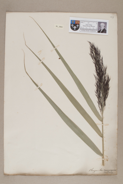 NHM_HH_36.25-2010 image NHM_HH_36.25-2010