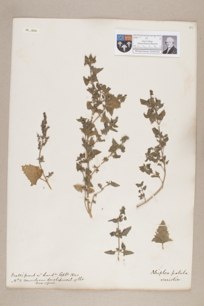 NHM_HH_8.29-2010 image NHM_HH_8.29-2010