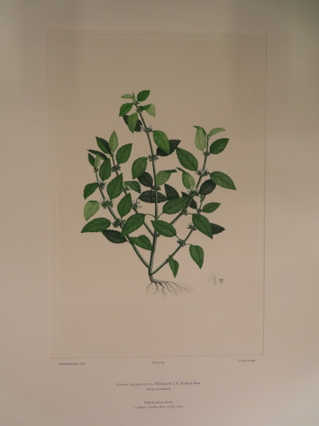 image FDA-E.2916_30_14-2016