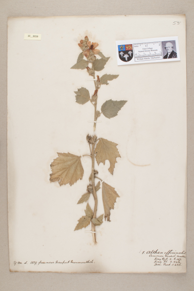 NHM_HH_10.39-2010 image NHM_HH_10.39-2010