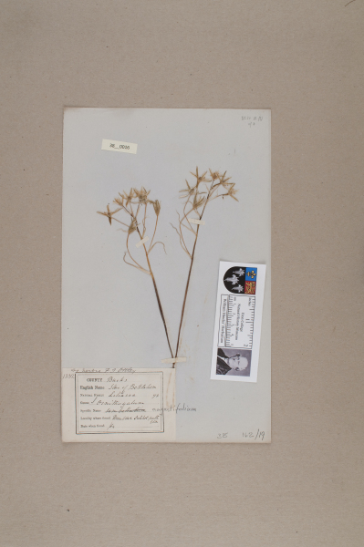 NHM_HH_38.16-2010 image NHM_HH_38.16-2010