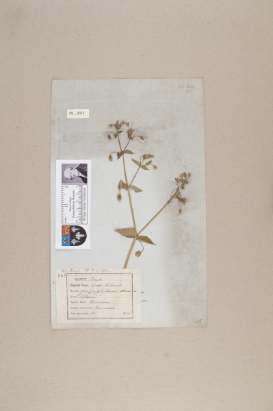 NHM_HH_9.23-2010 image NHM_HH_9.23-2010