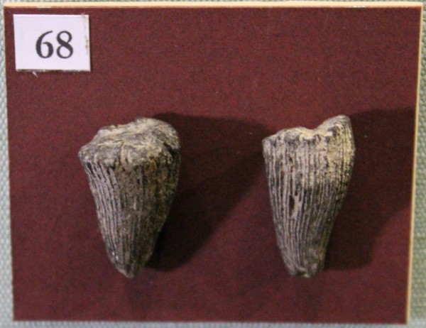 NHM.529-2017 image NHM.529-2017