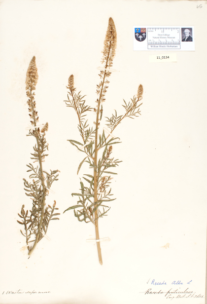 NHM_HH_11.134-2010 image NHM_HH_11.134-2010