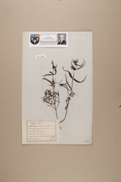 NHM_HH_25.73-2010 image NHM_HH_25.73-2010