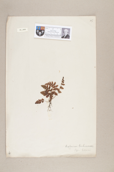 NHM_HH_4.50-2010 image NHM_HH_4.50-2010