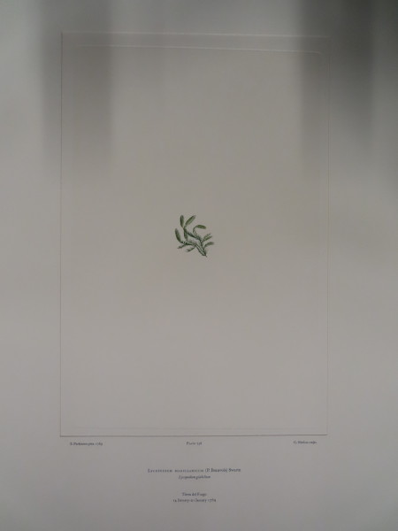 image FDA-E.2916_34_25-2016