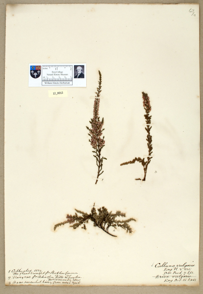 NHM_HH_12.12-2010 image NHM_HH_12.12-2010