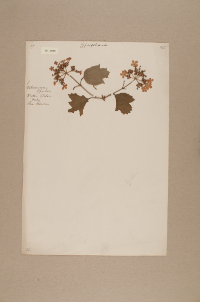 NHM_HH_26.66-2010 image NHM_HH_26.66-2010