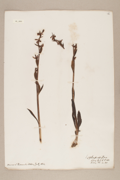 NHM_HH_40.55-2010 image NHM_HH_40.55-2010