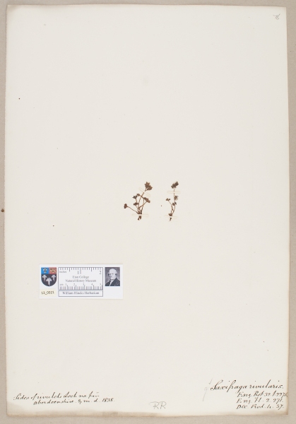 NHM_HH_13.21-2010 image NHM_HH_13.21-2010