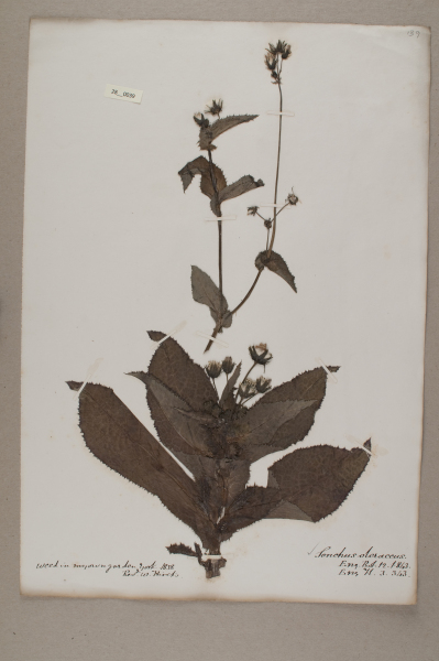 NHM_HH_28.39-2010 image NHM_HH_28.39-2010