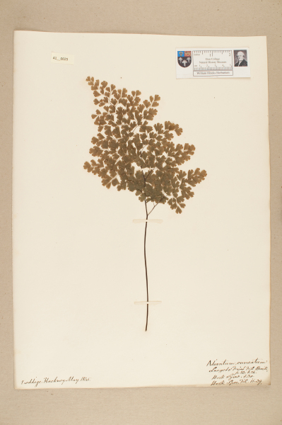 NHM_HH_41.25-2010 image NHM_HH_41.25-2010