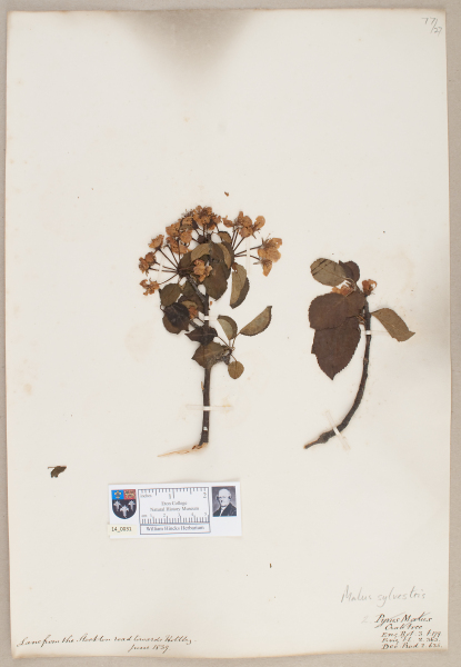 NHM_HH_14.31-2010 image NHM_HH_14.31-2010