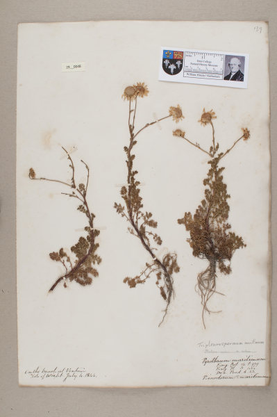 NHM_HH_29.48-2010 image NHM_HH_29.48-2010