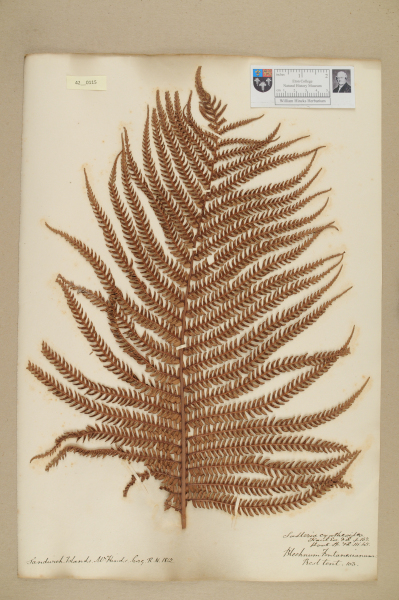 NHM_HH_42.115-2010 image NHM_HH_42.115-2010